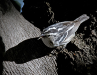 Black and White Warbler 6569